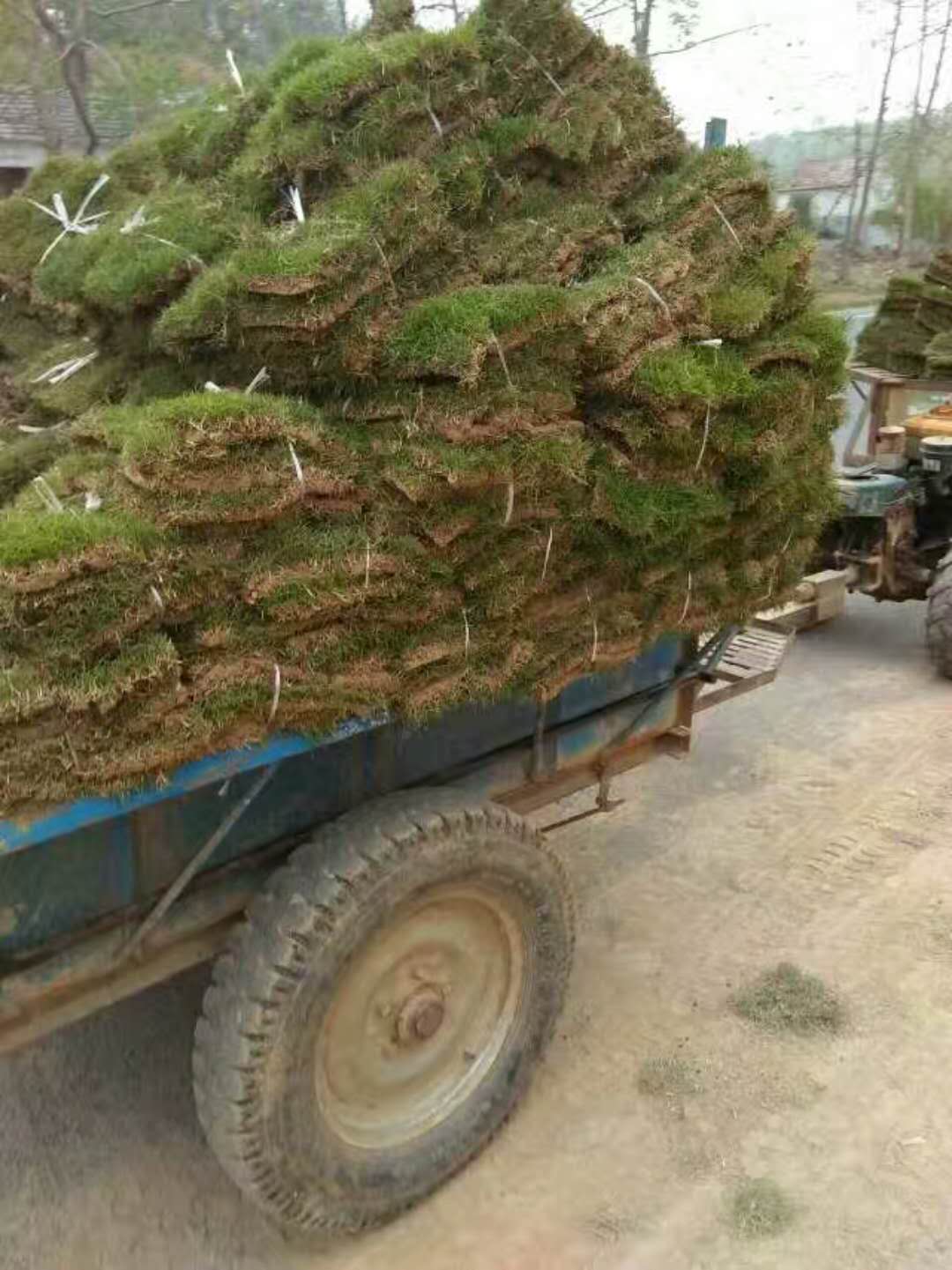 马尼拉草坪