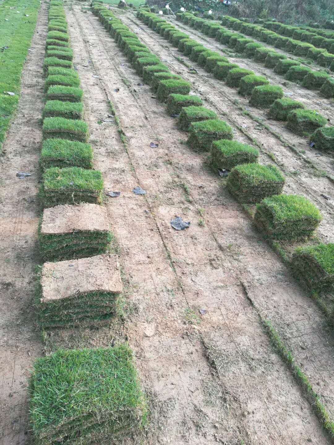 马尼拉草坪