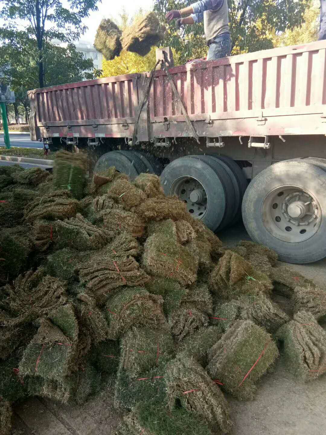 百慕大草坪
