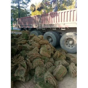 百慕大草坪
