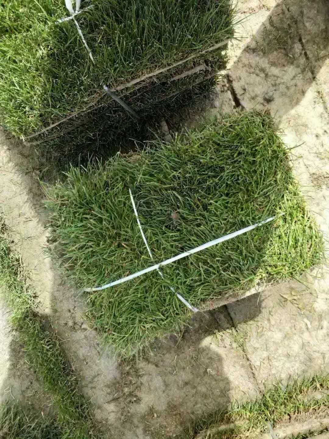 百慕大草坪