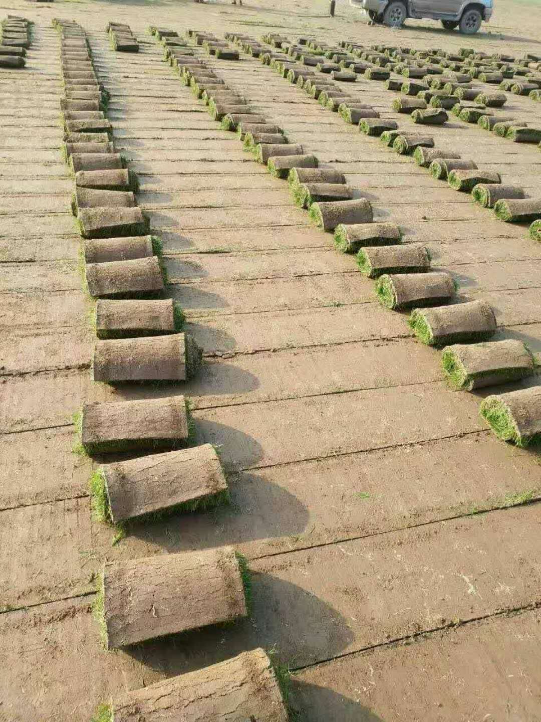 百慕大草坪