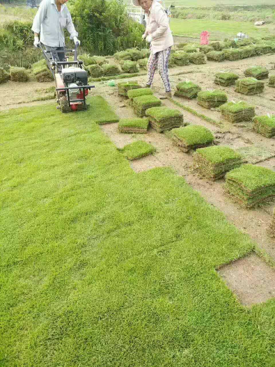 百慕大草坪