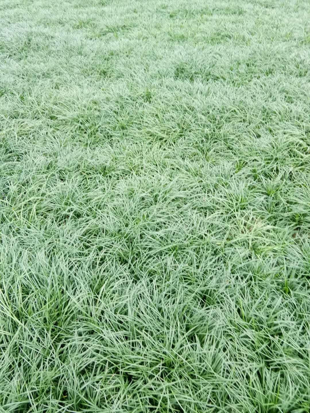 麦冬草草坪
