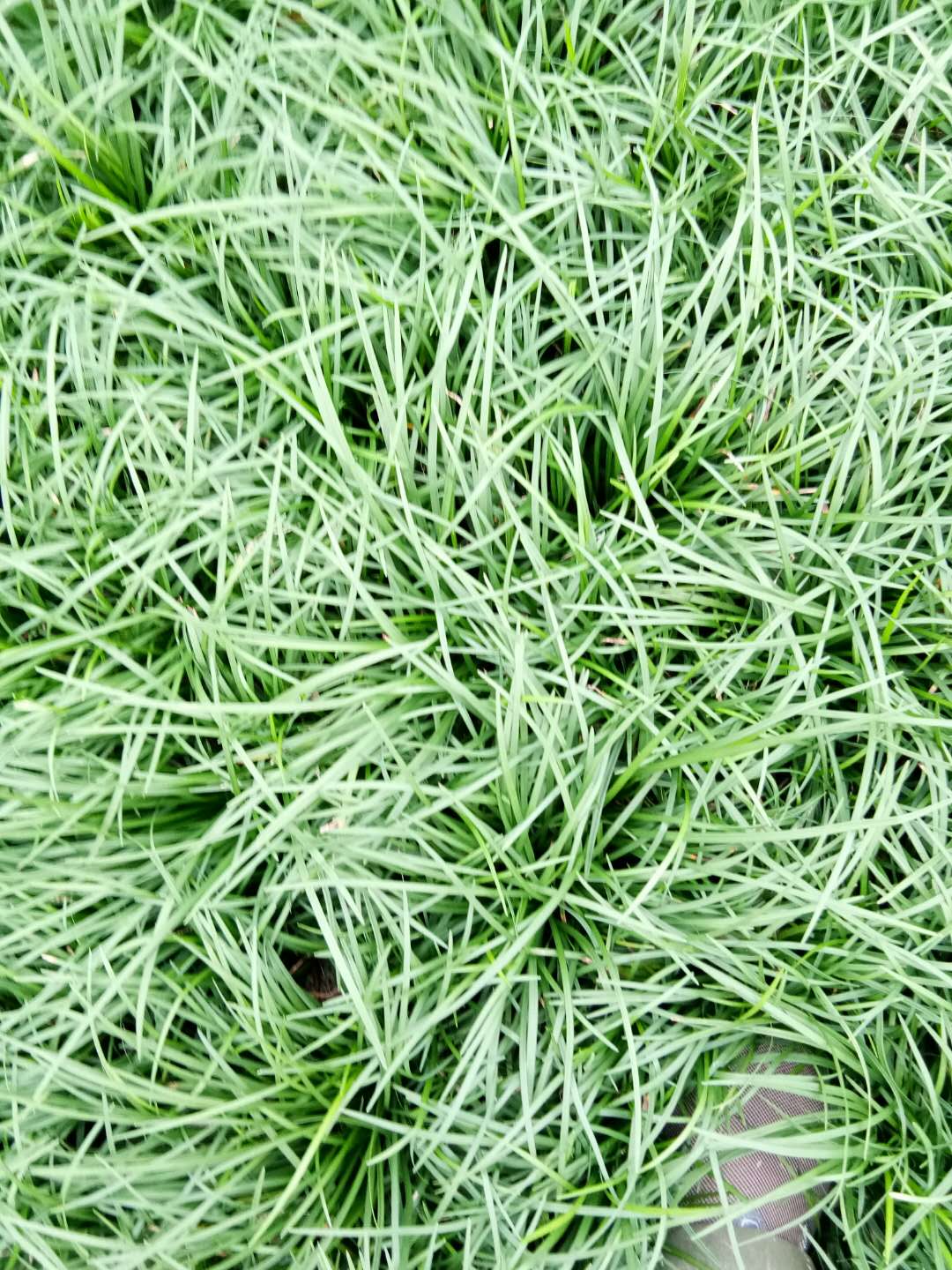 麦冬草草坪