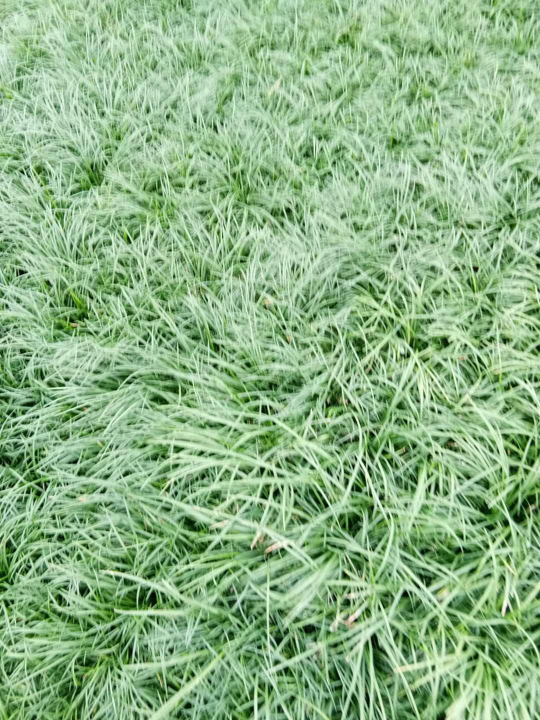 麦冬草草坪