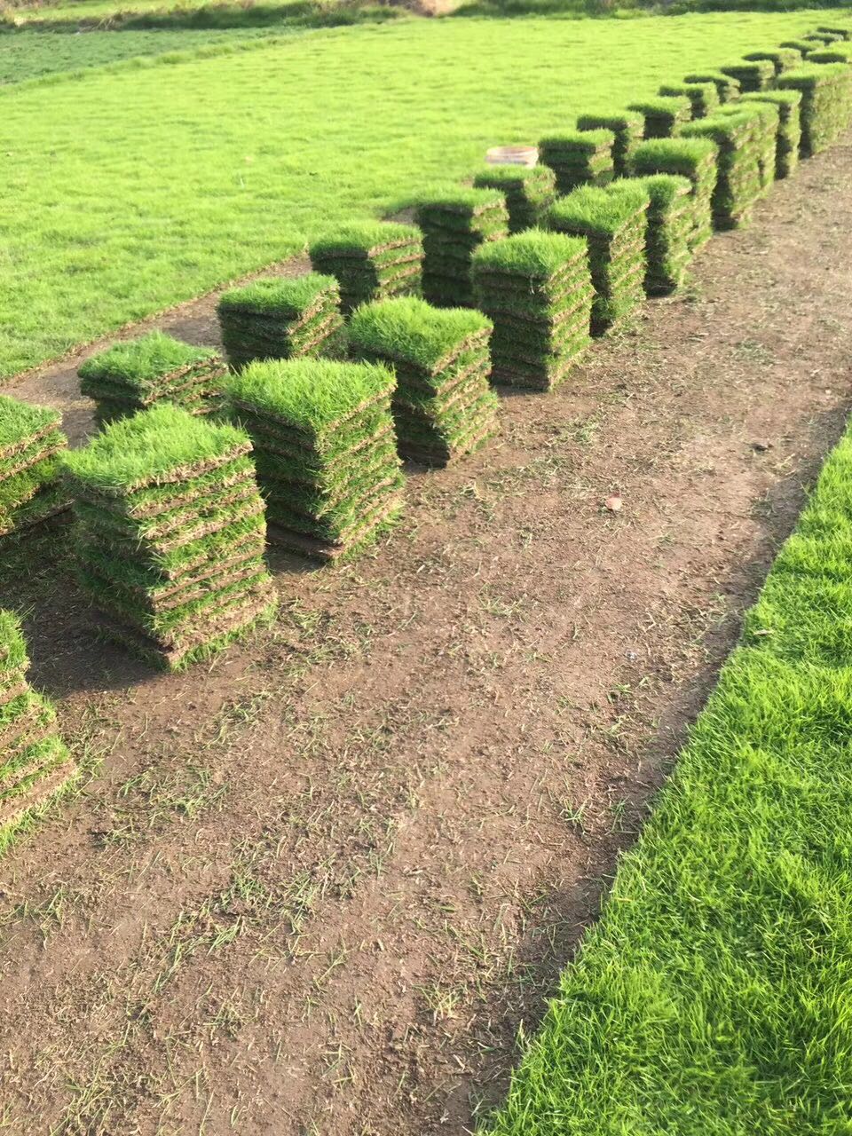 马尼拉草皮