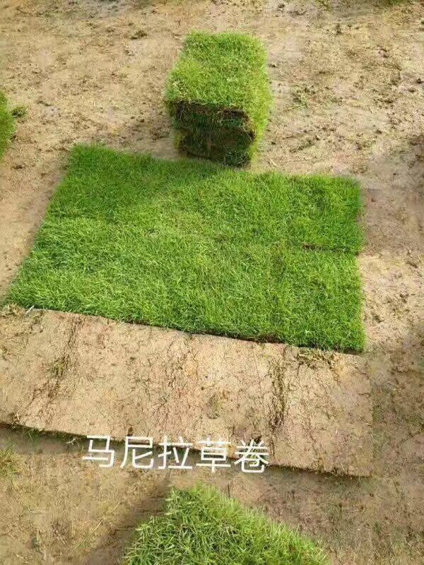 马尼拉草皮