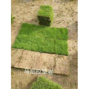 马尼拉草皮