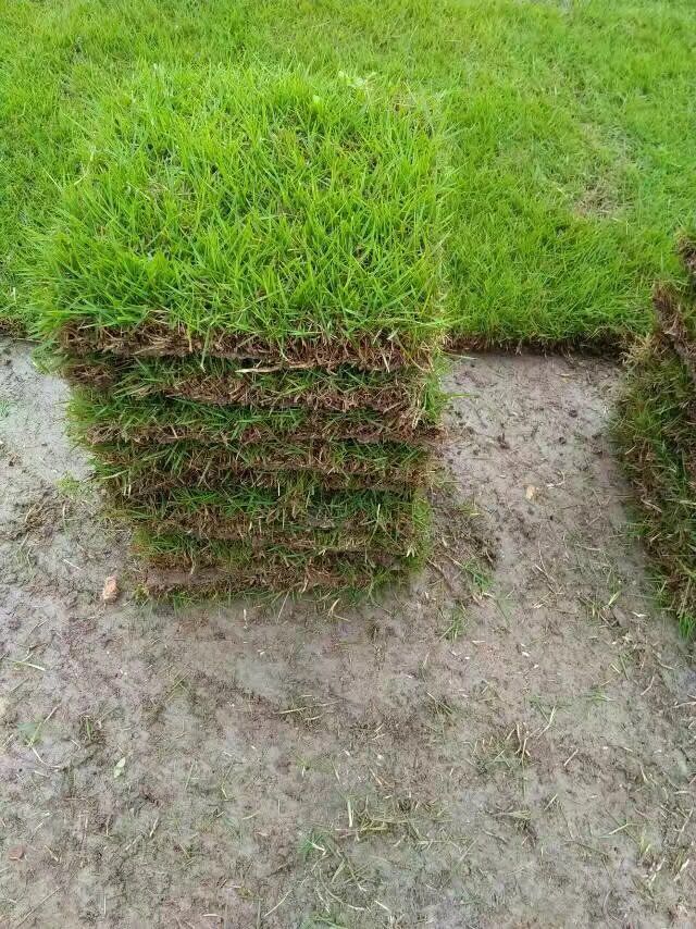 马尼拉草皮