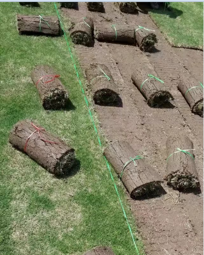 果岭草草坪