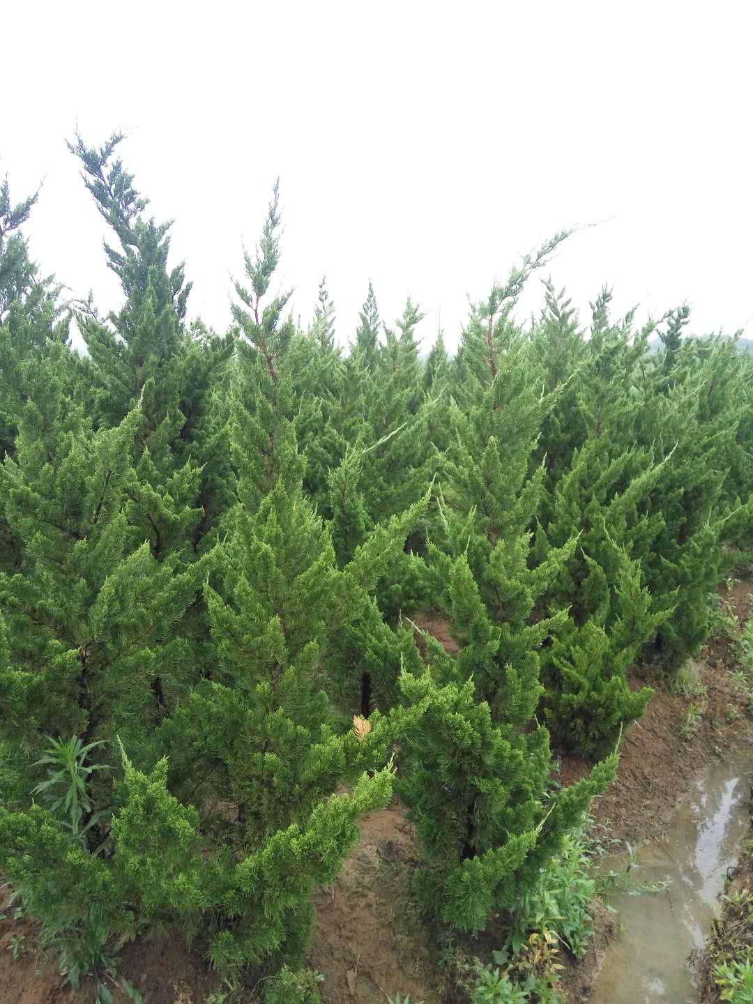 龙柏