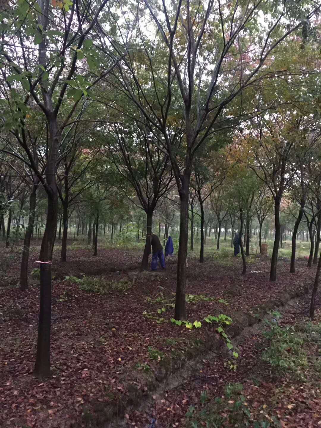 榉树