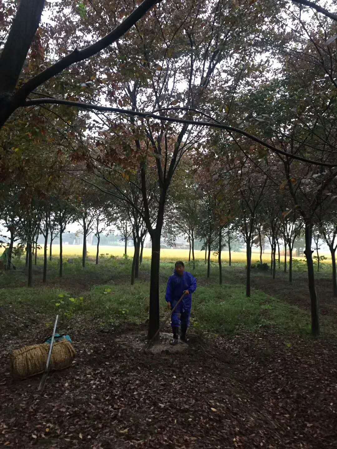 榉树