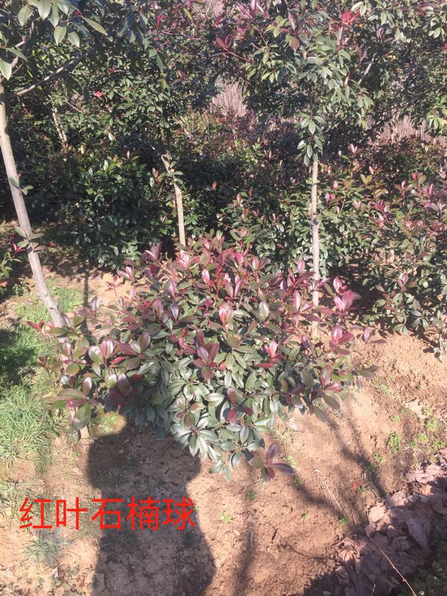 红叶石楠
