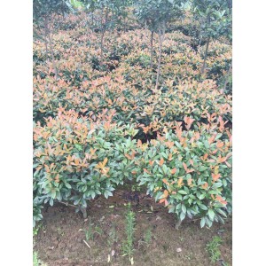 红叶石楠