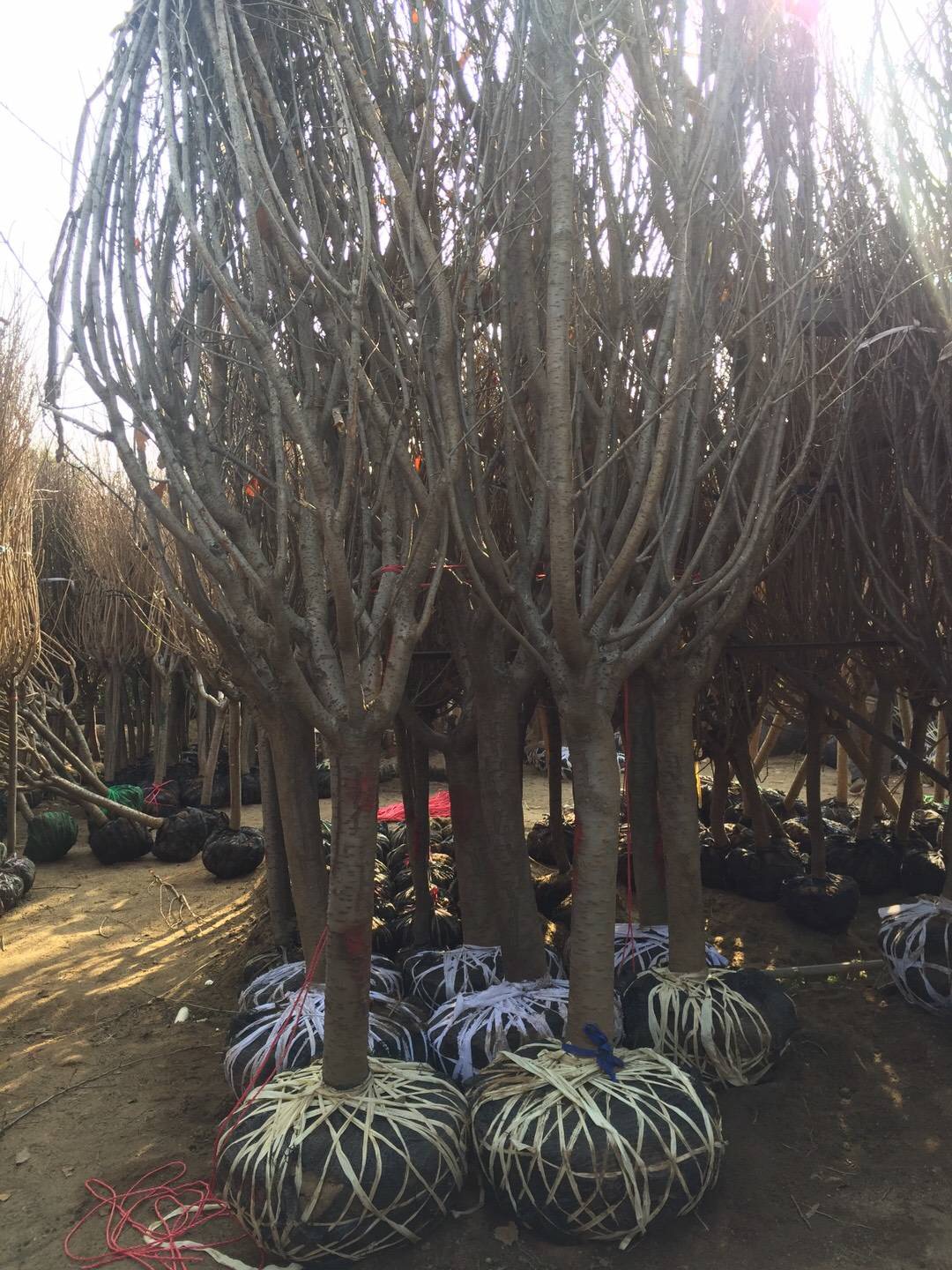 樱花