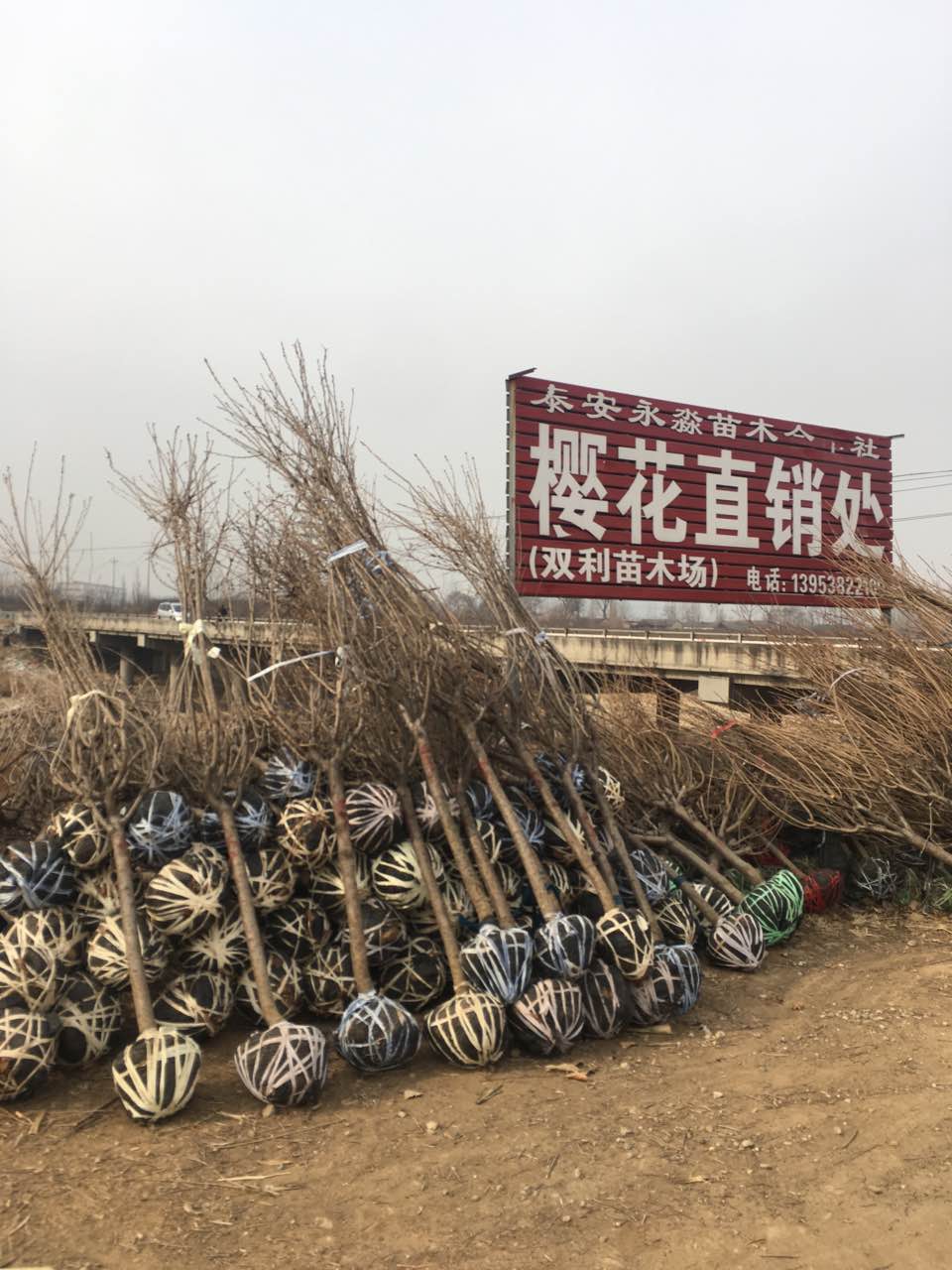 樱花