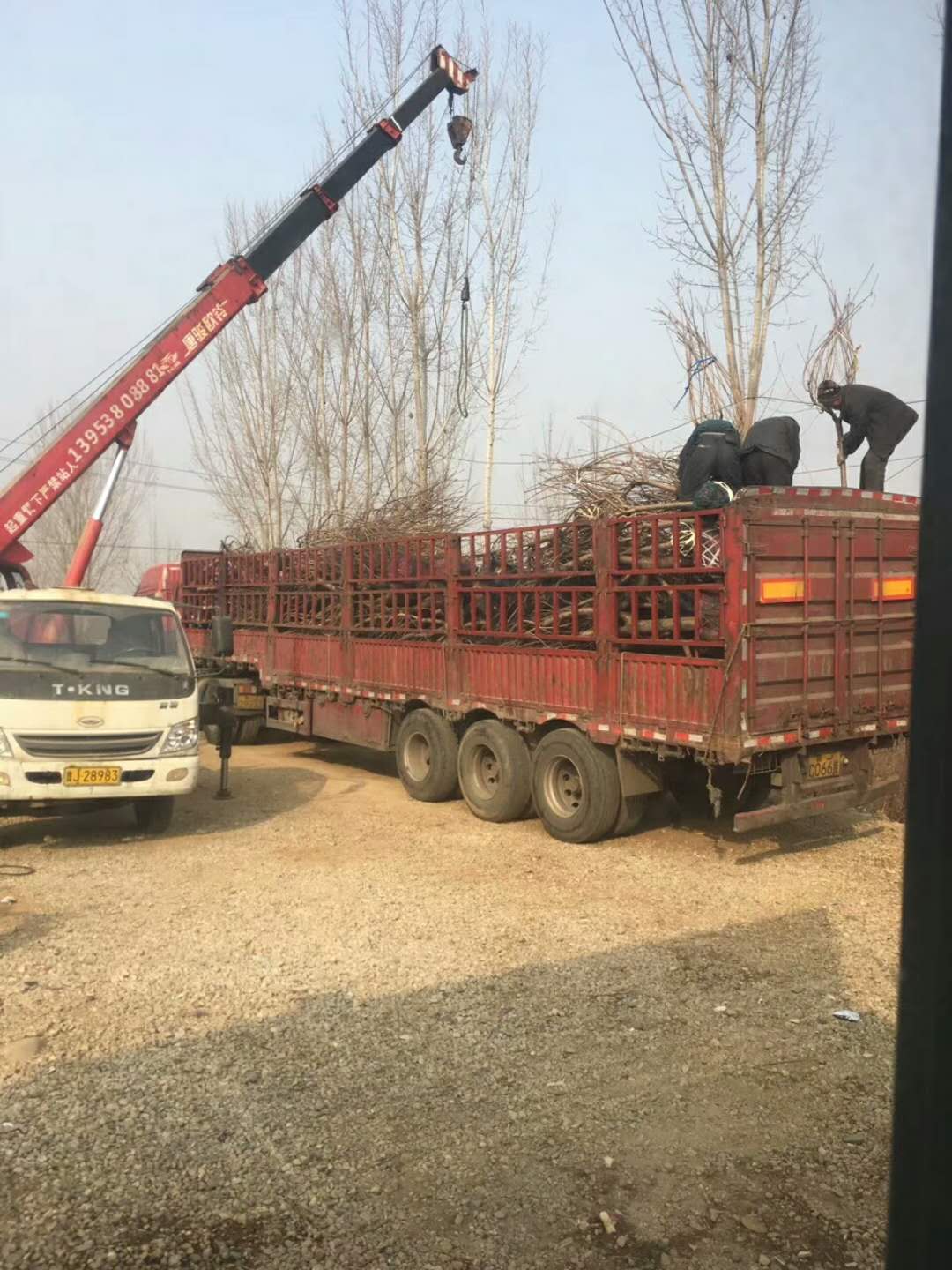 樱花