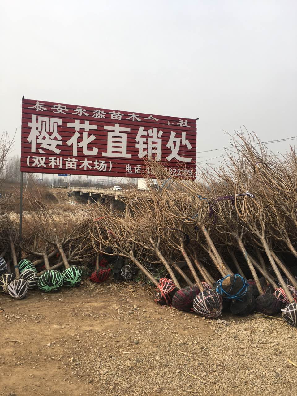 樱花