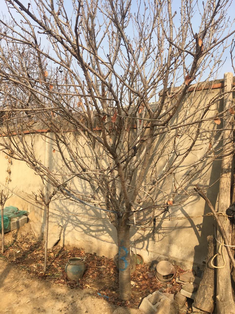 樱花