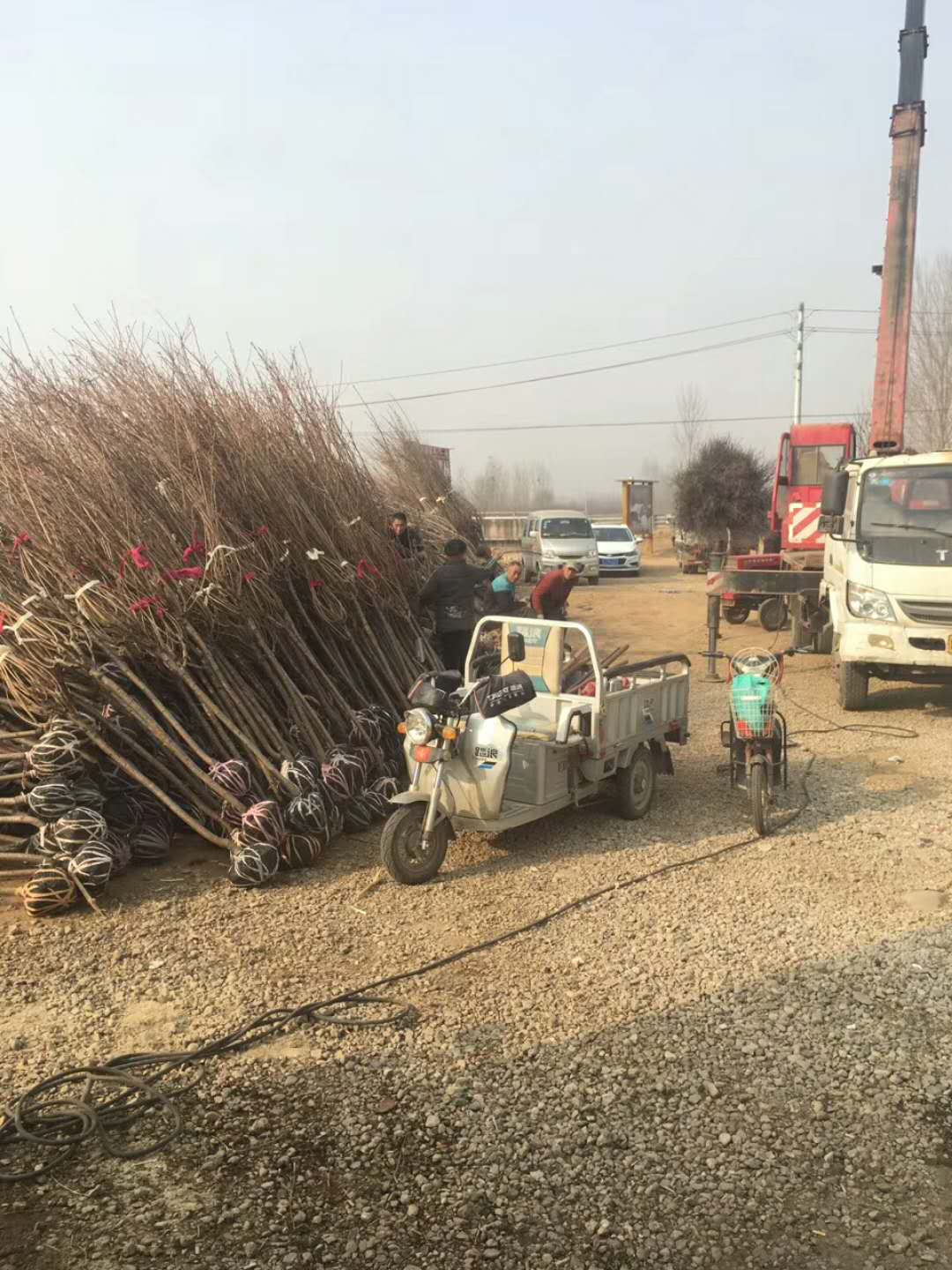 樱花