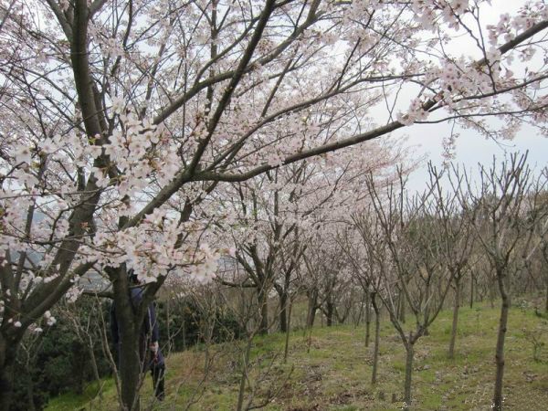 樱花