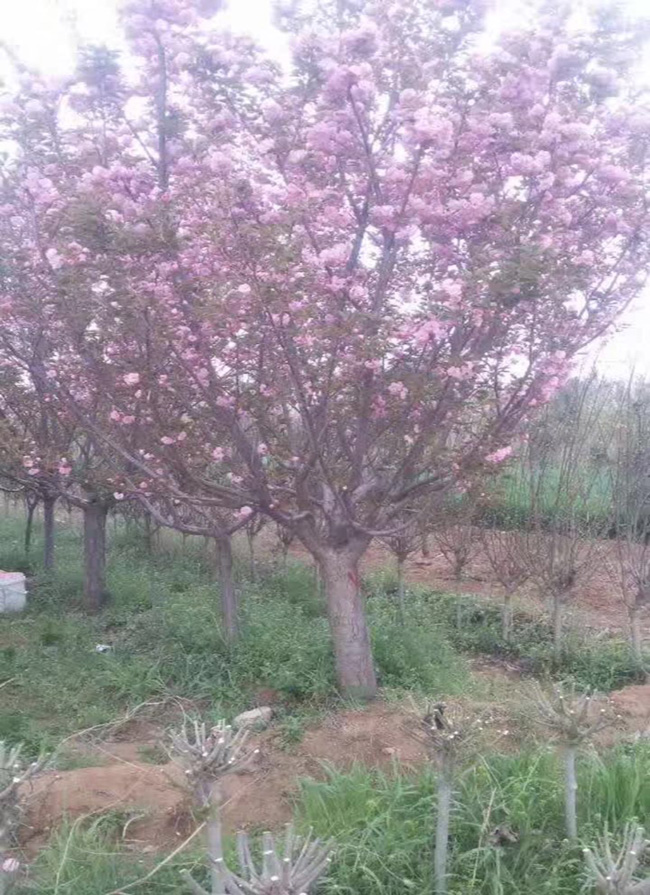 樱花