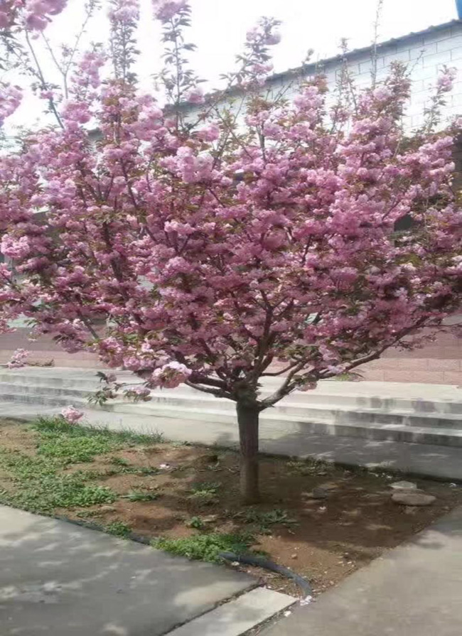 樱花