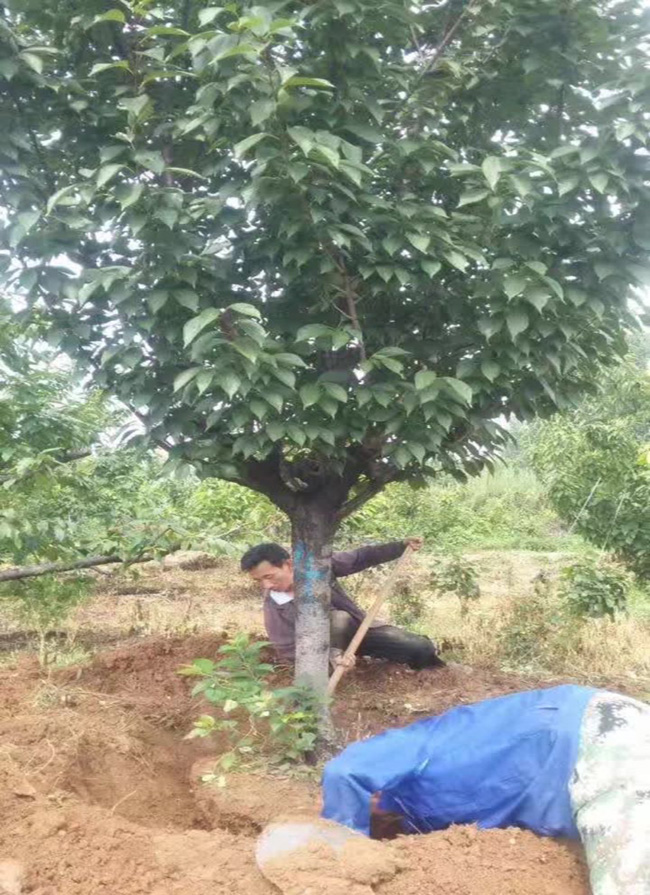 樱花