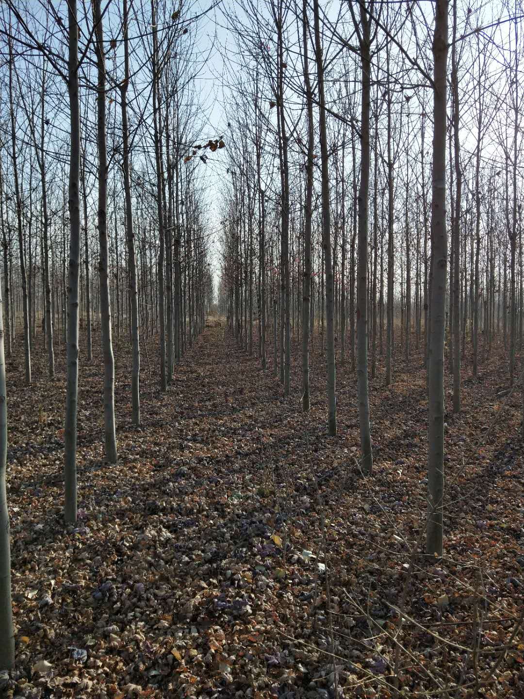红枫