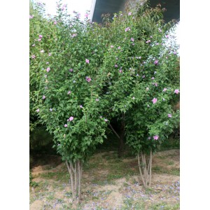 木槿