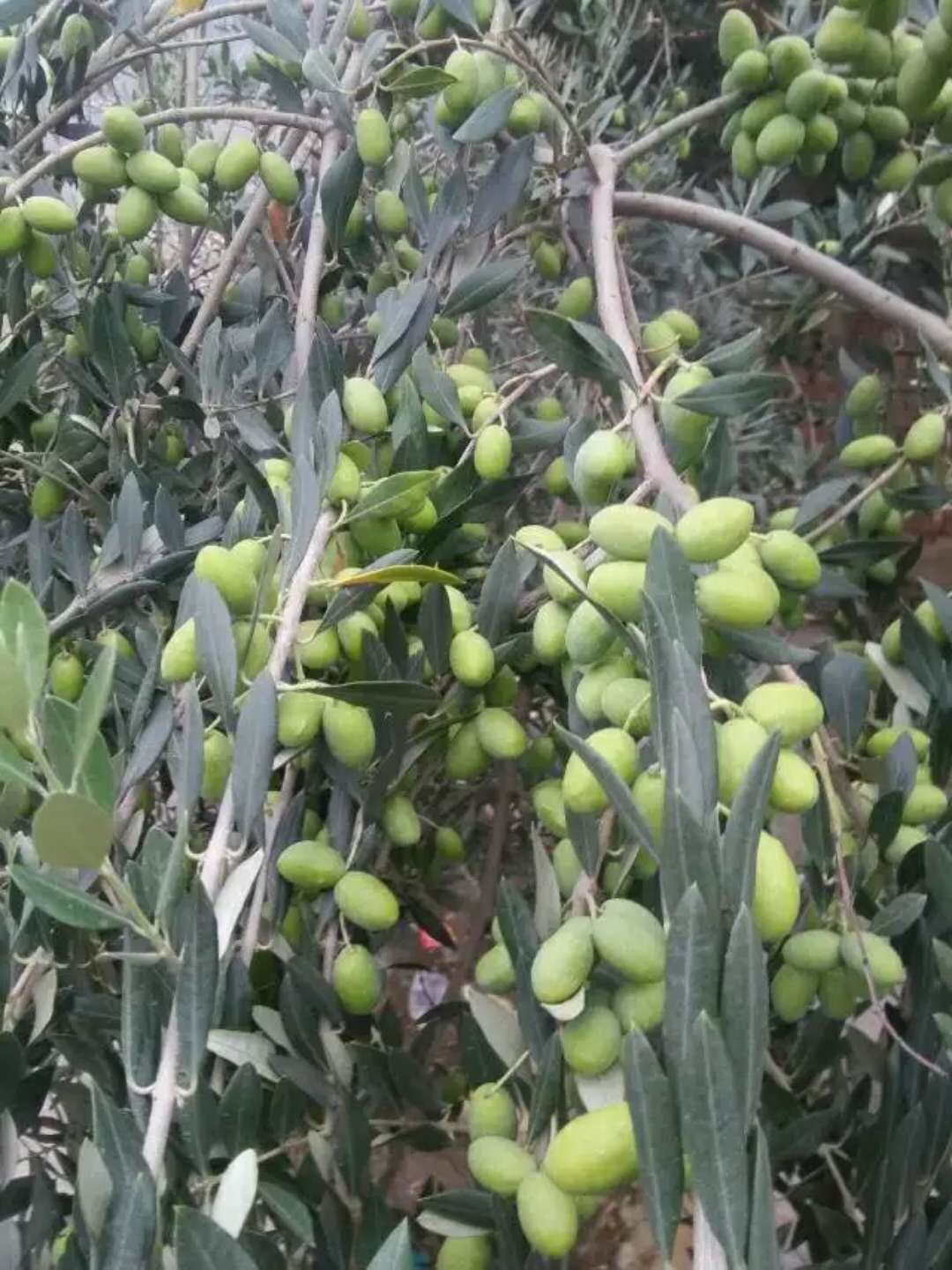 油橄榄、花椒苗