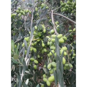 油橄榄、花椒苗