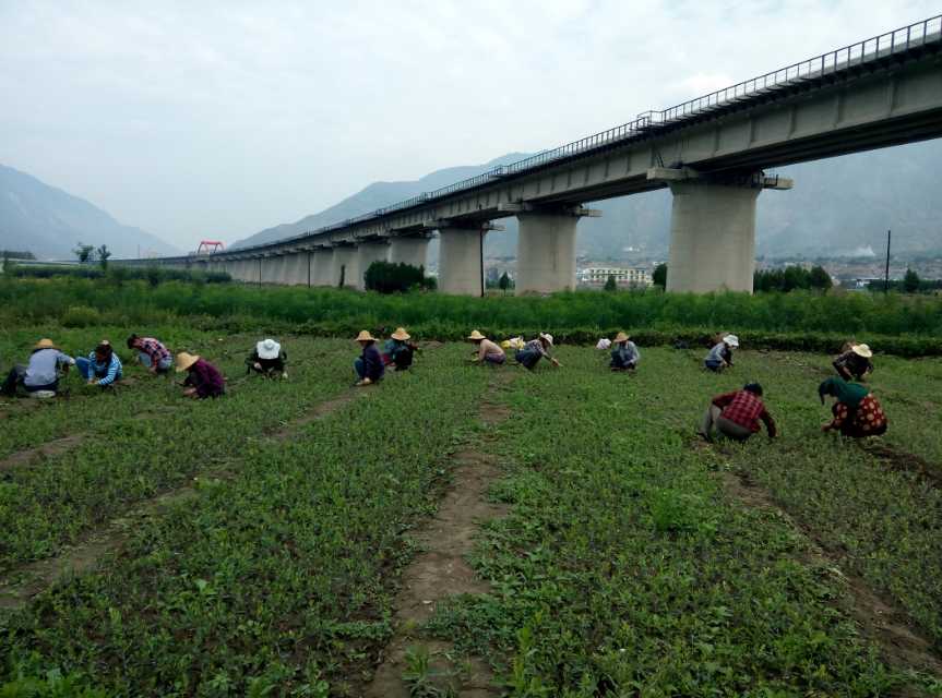 科拉蒂