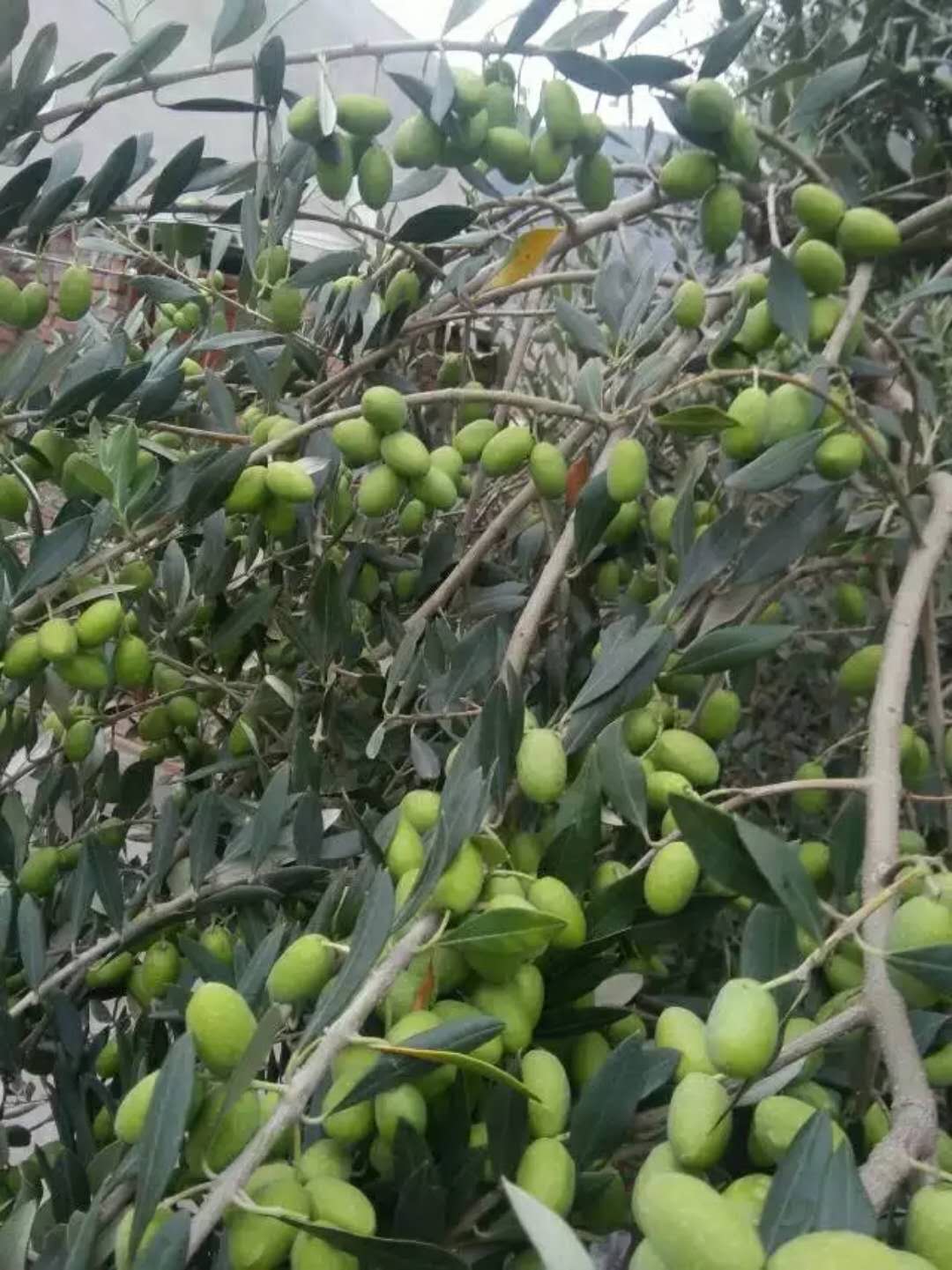 豆果