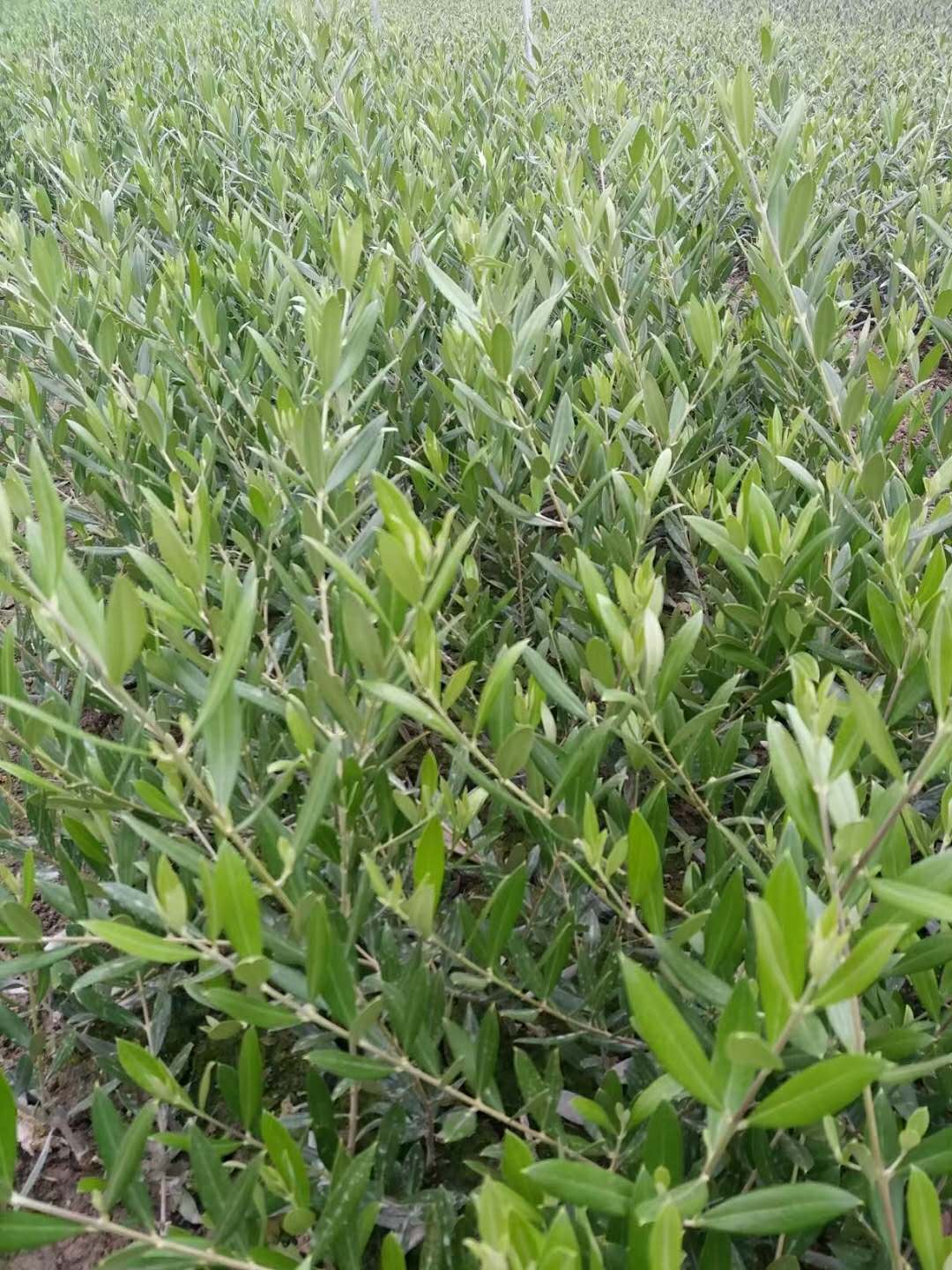 科拉蒂
