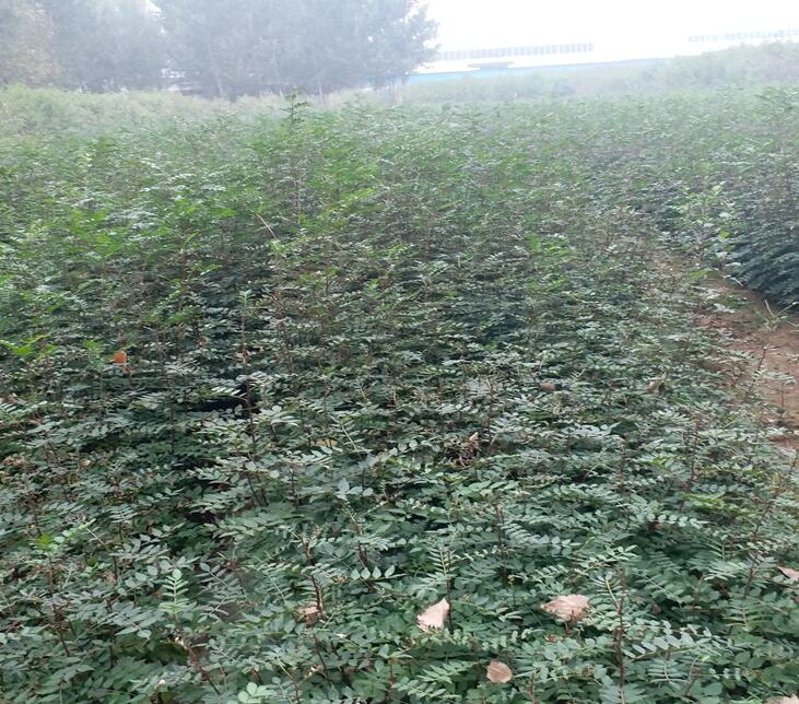 花椒树苗基地