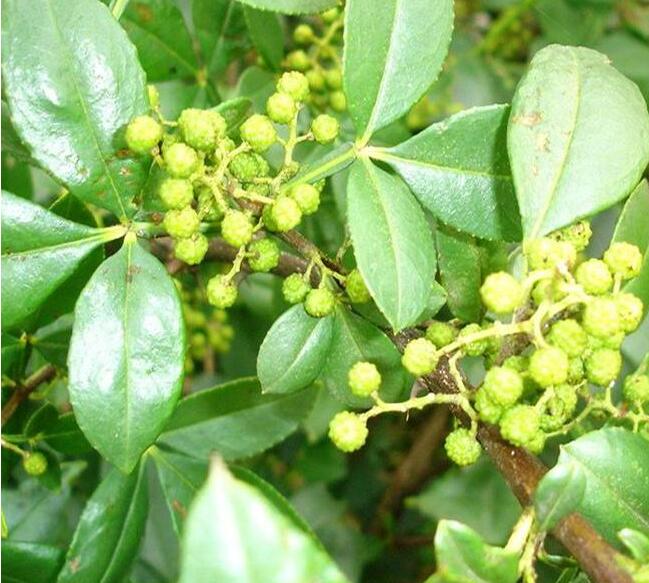 无刺花椒树苗