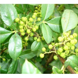 无刺花椒树苗