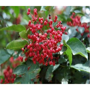 花椒树苗