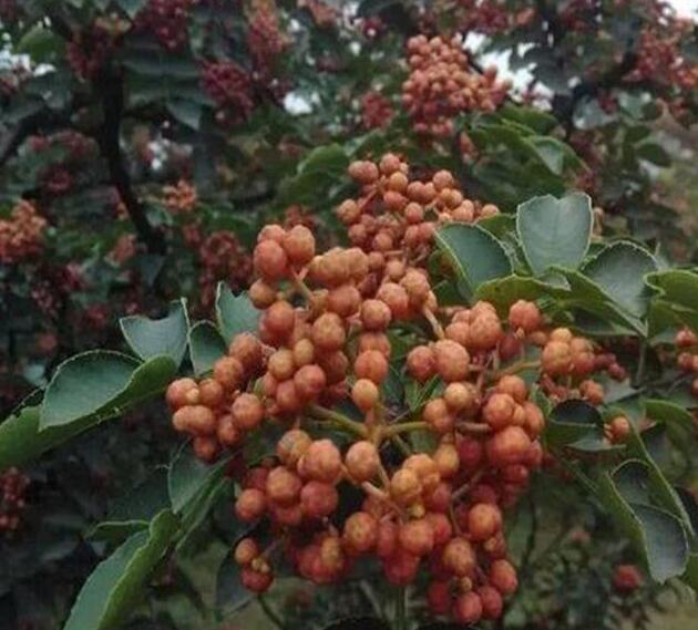 五月梅花花椒树苗