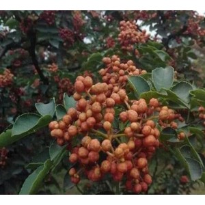 五月梅花花椒树苗