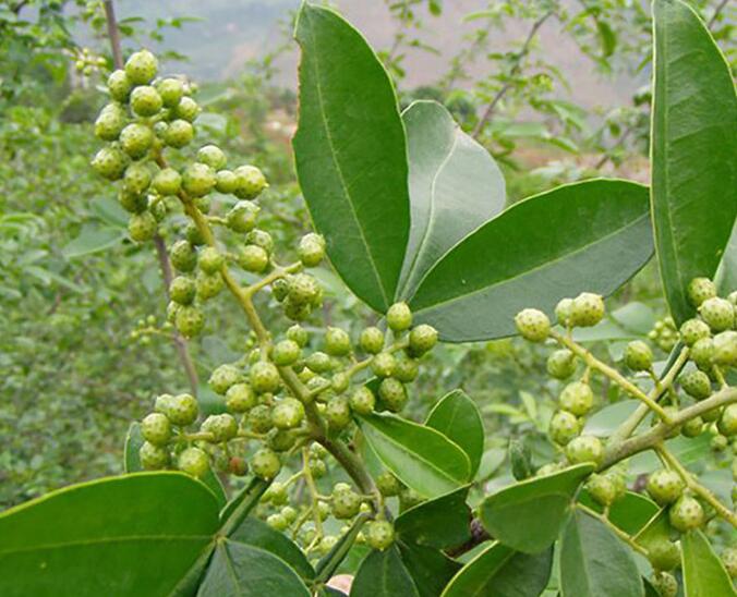无刺花椒树苗