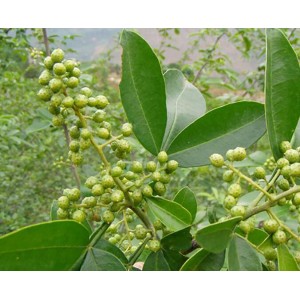 无刺花椒树苗