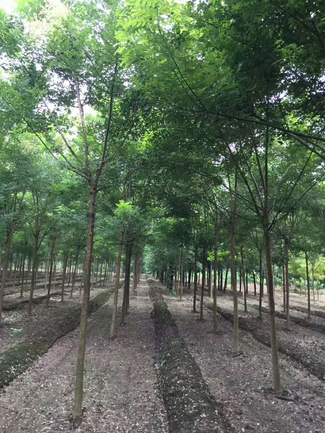 北栾