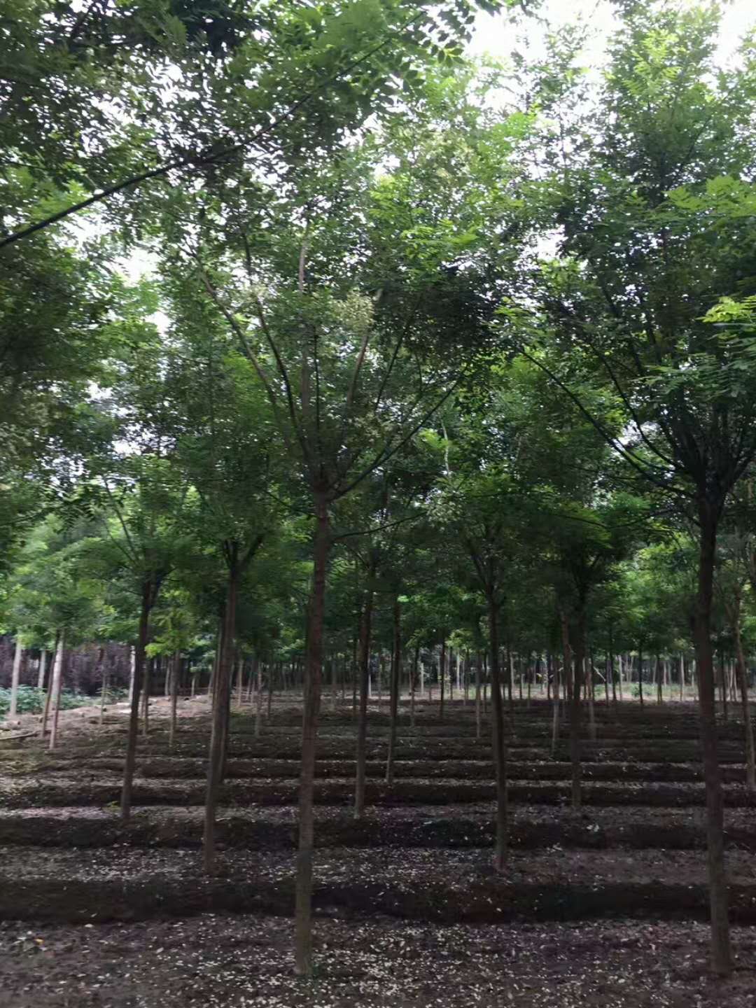 北栾