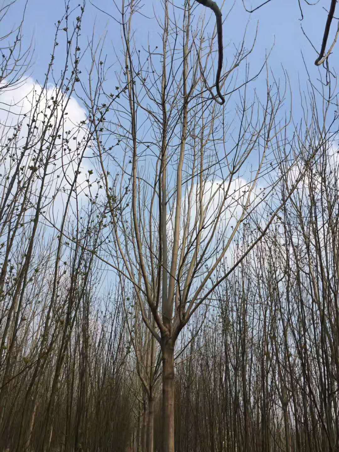 速生白蜡