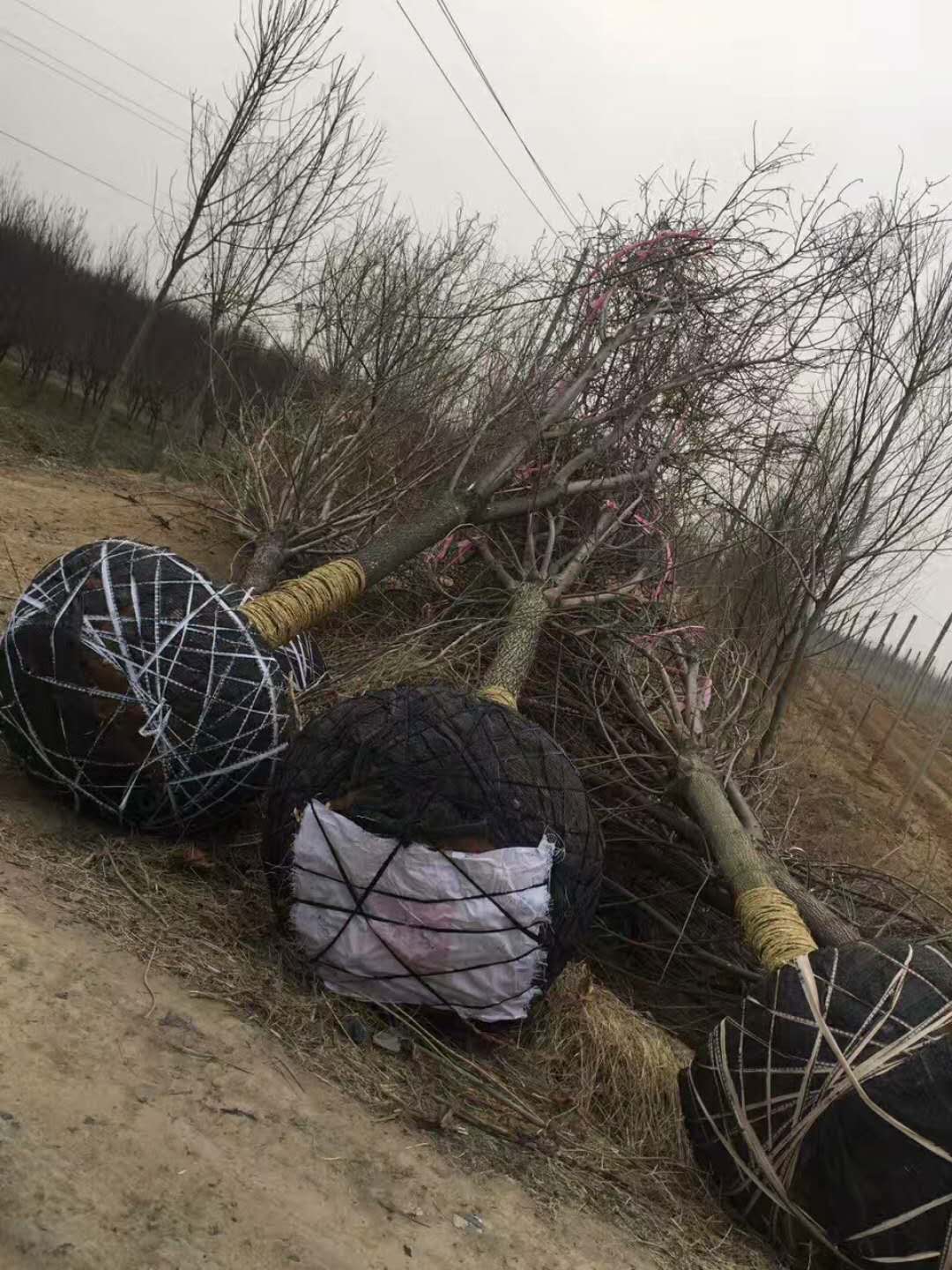 速生白蜡