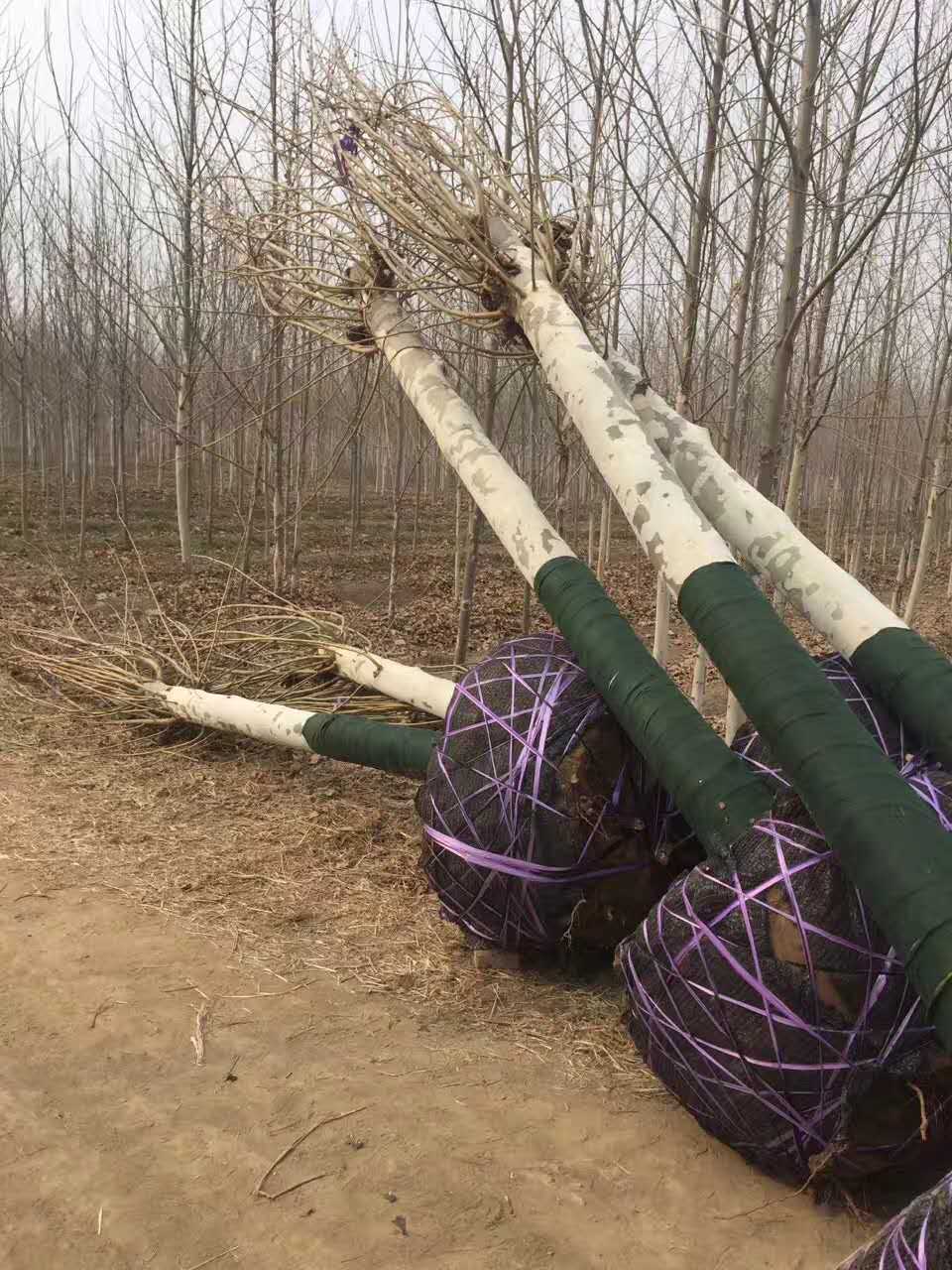 速生法桐